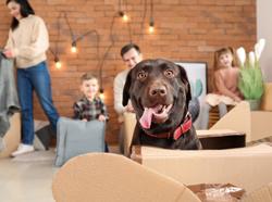 What To Avoid When Moving With Pets